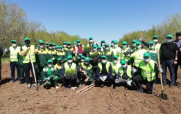 Депутаты столичного маслихата посадили саженцы в зеленом поясе столицы