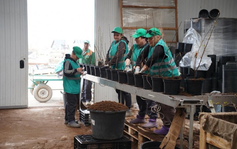 Депутаттар Жібек жолы кентіндегі сәндік өсімдіктер питомнигінің жұмысымен танысты