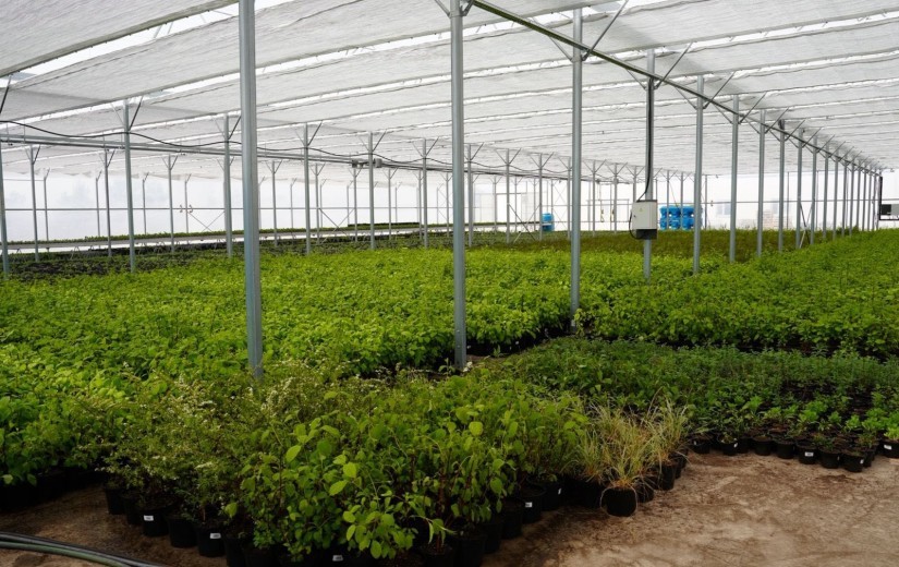 Депутаттар Жібек жолы кентіндегі сәндік өсімдіктер питомнигінің жұмысымен танысты